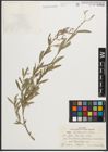 Foto von Salix niedzwieckii Goerz